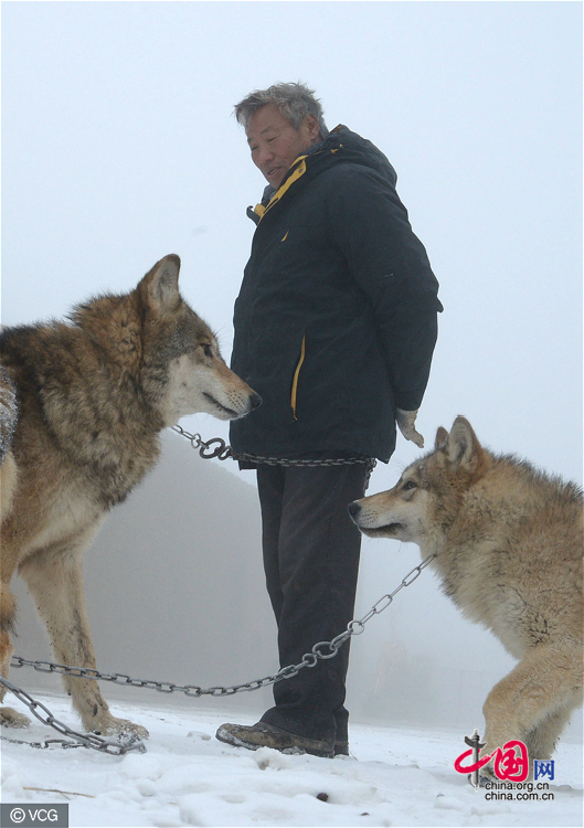 Xinjiang : il dépense chaque année un million de yuans pour élever plus de 150 loups