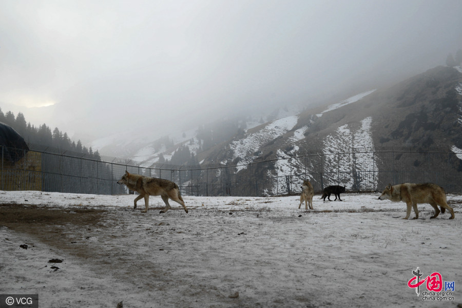 Xinjiang : il dépense chaque année un million de yuans pour élever plus de 150 loups