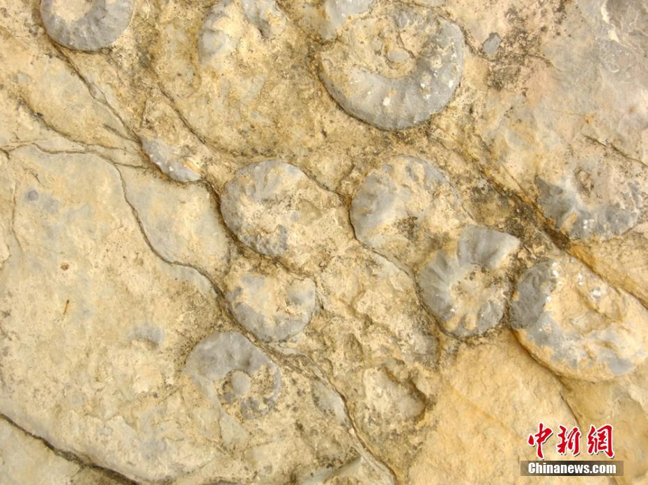 découverte de fossiles d'ammonite vieux de centaines de millions d'années