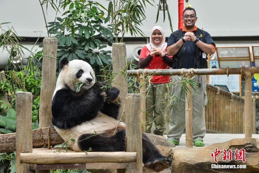 Les pandas séjournant à l&apos;étranger fêtent le Nouvel An chinois
