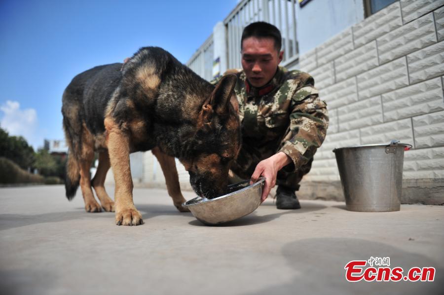Jin Diao, chien policier qui a servi dans 100 missions et à la retraite