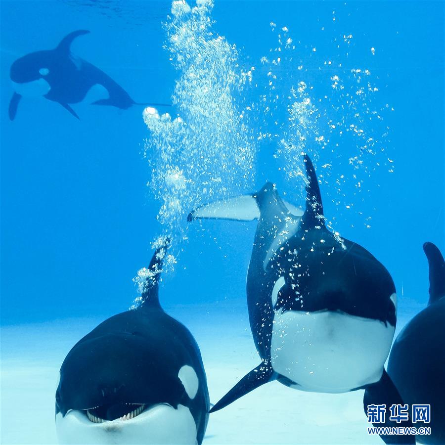 Ouverture de la première base d'élevage d'orques de Chine à Zhuhai