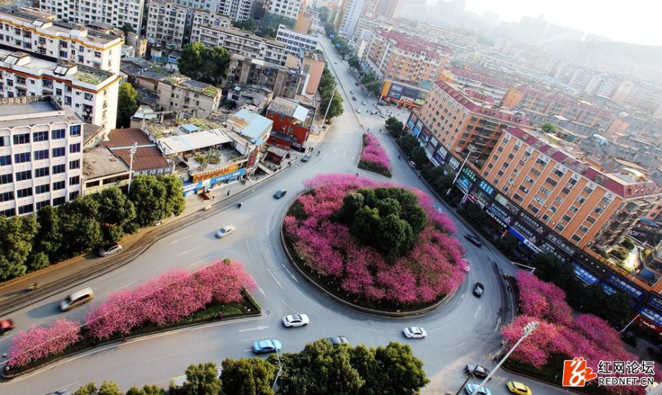 A Chenzhou, un îlot directionnel transformé en îlot de fleurs de pêcher attire les habitants de la ville