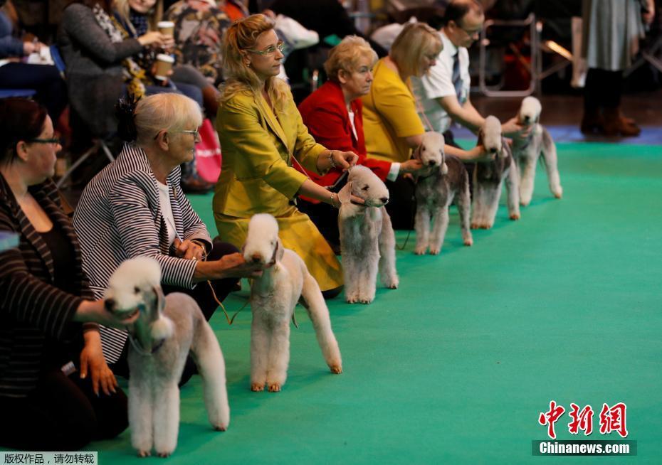 Début de l'exposition canine de Crufts 2017