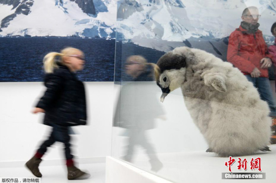 Ouverture du premier musée sur les mondes polaires en France