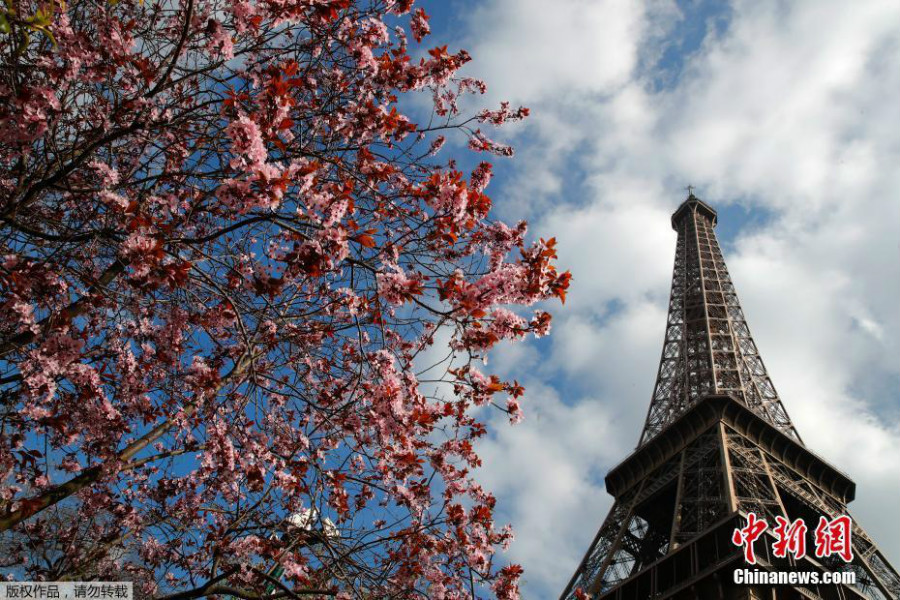 Découvrez les fleurs printanières devant la tour Eiffel