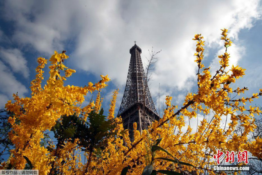 Découvrez les fleurs printanières devant la tour Eiffel