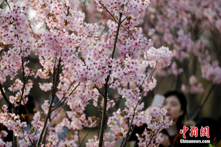Beijing : les cerisiers du parc Yuyuantan en fleurs