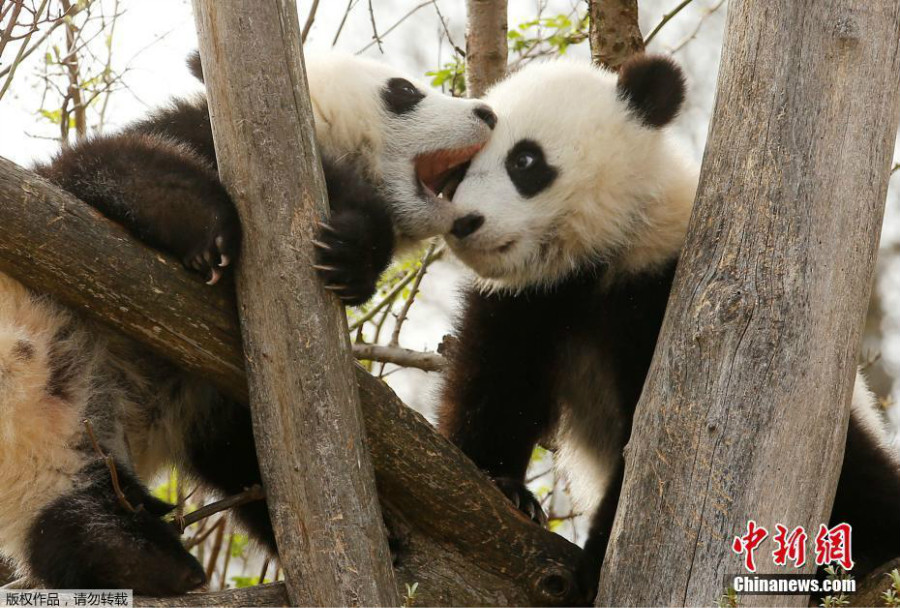 Deux petits pandas du zoo de Vienne présentés au public