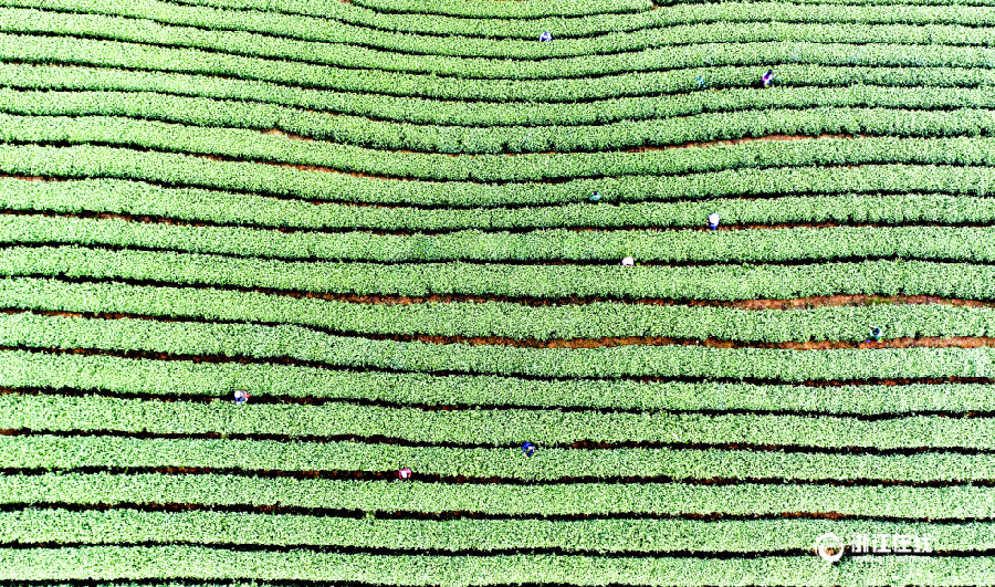 La récolte du thé Longjing du lac de l&apos;Ouest à Hangzhou