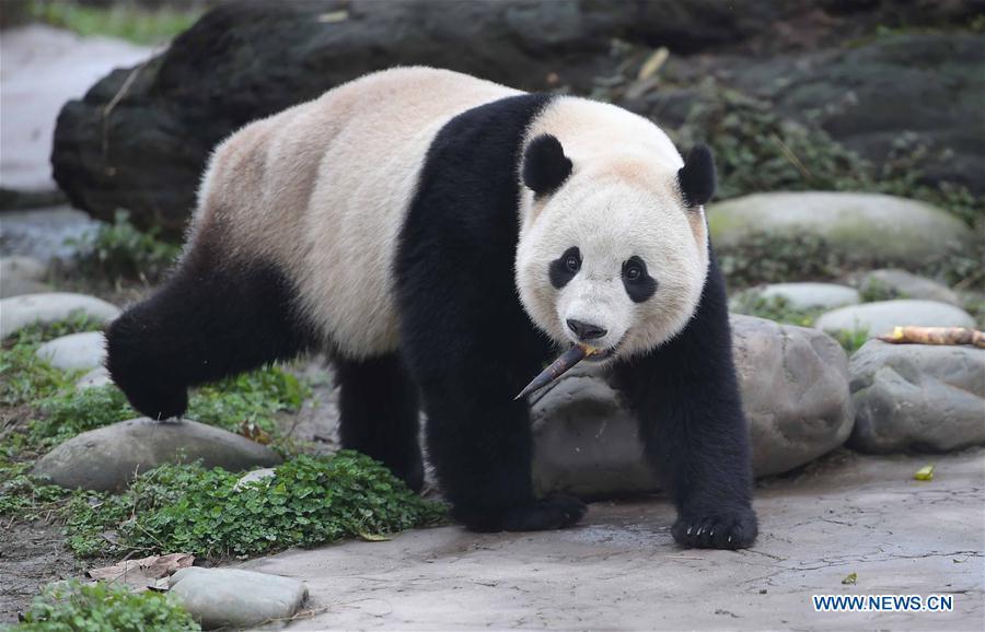 Le panda géant Bao Bao a fini son mois de quarantaine au Sichuan