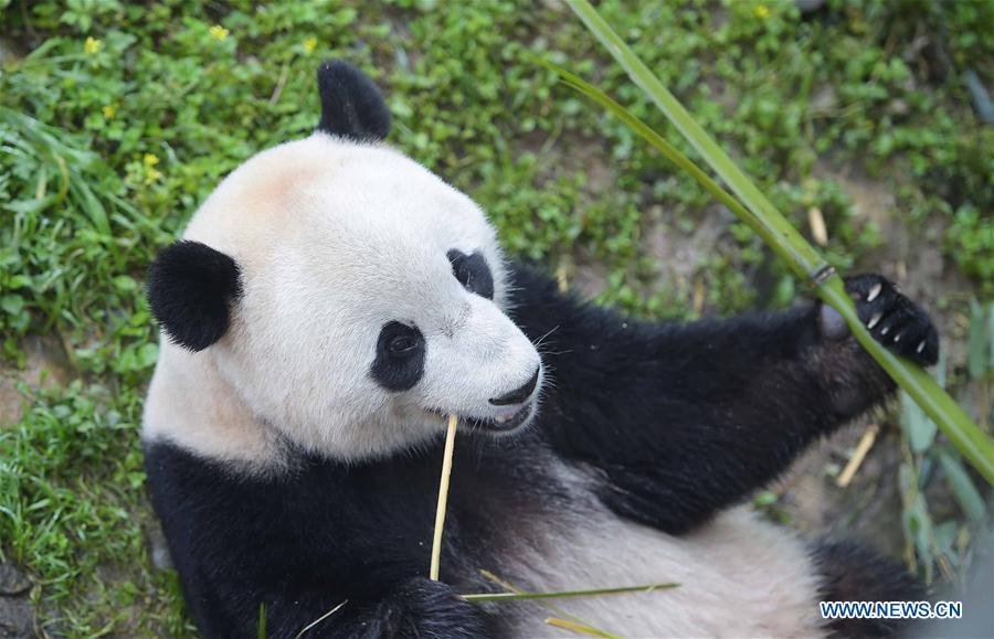 Le panda géant Bao Bao a fini son mois de quarantaine au Sichuan