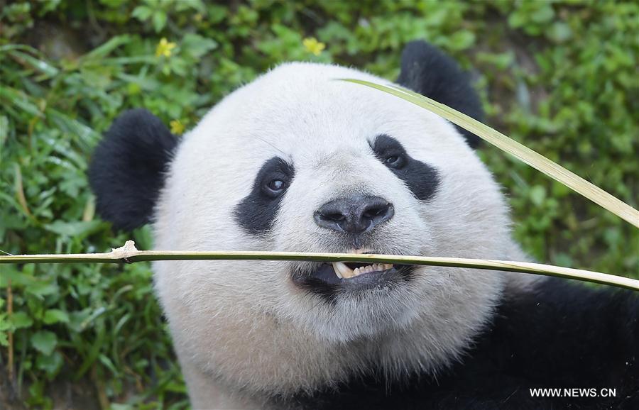 Le panda géant Bao Bao a fini son mois de quarantaine au Sichuan