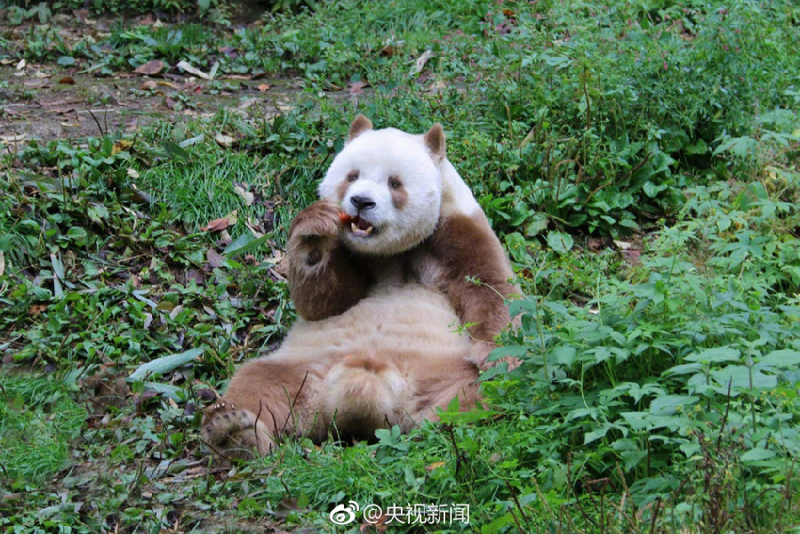 Le panda géant brun Qizai profite du printemps en Chine