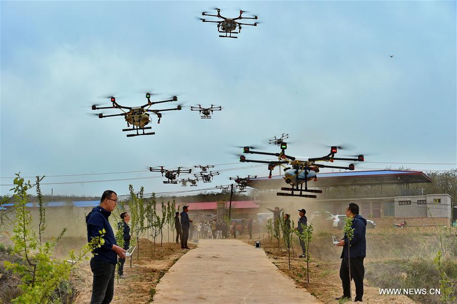 Pulvérisation de pesticide par drones sur les verges de pommiers dans le nord de la Chine