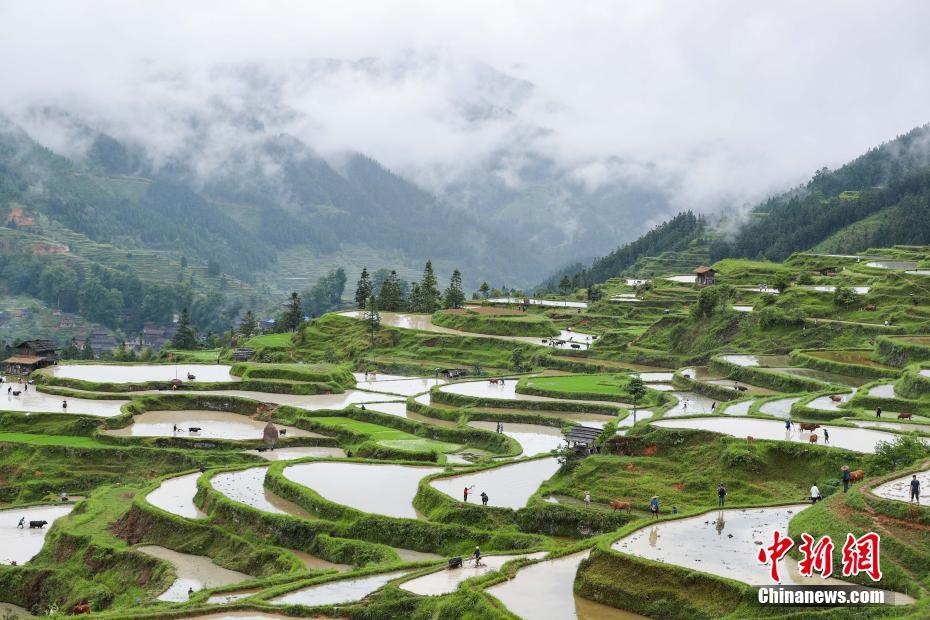 Guizhou : les paysages pastoraux des champs en terrasse