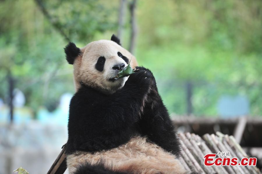 Pour la fête des Bateaux-Dragons, les animaux des zoos ont aussi dégusté des zongzi