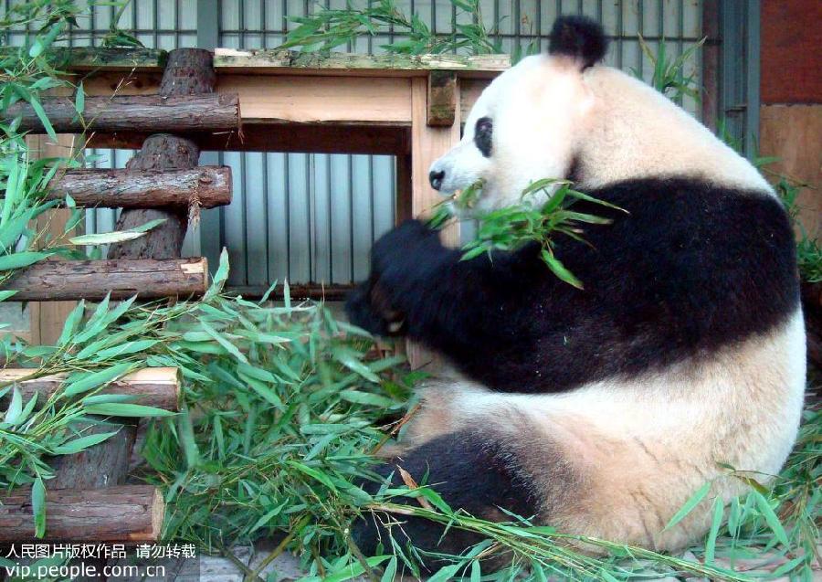 Le plus vieux panda femelle du Sichuan décède à 34 ans
