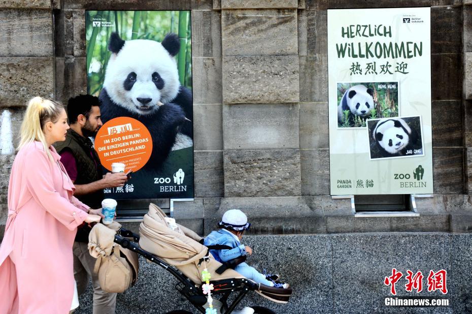 Présentation au public des pandas Meng Meng et Jiao Qing à Berlin