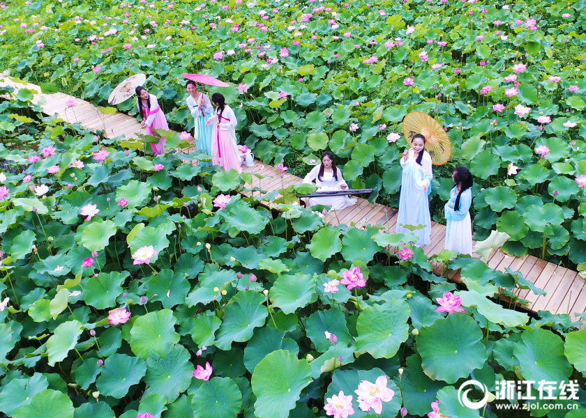 Les lotus en pleine floraison à Anji
