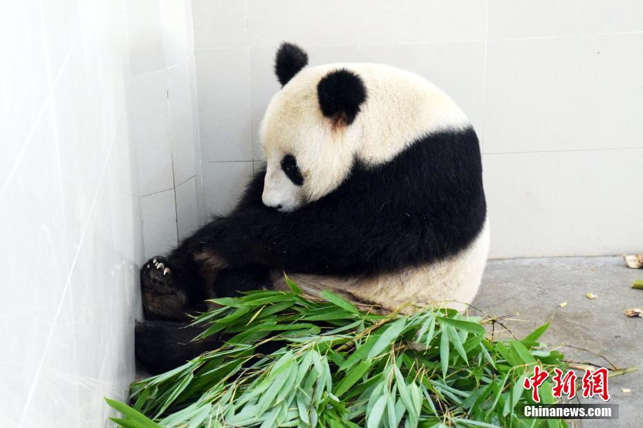 Chine : un panda géant de 23 ans donne naissance à des jumeaux 