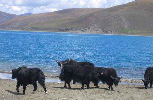 3 China, Tibet, Lhasa, Kloster, Buddha, Mount Everest, Palast, Welt, Yak, Plateau, K?nig Gesar, Fossil, Himalaya, Berg, See, Ressourcen, Ruinen 