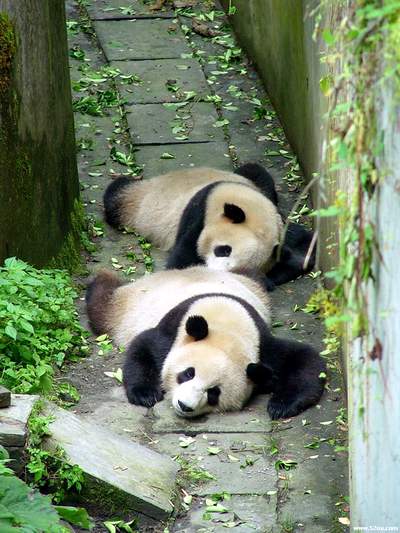 Einblick,Panda,Ausstellung, Zoo ,Wolong,Beijing 3