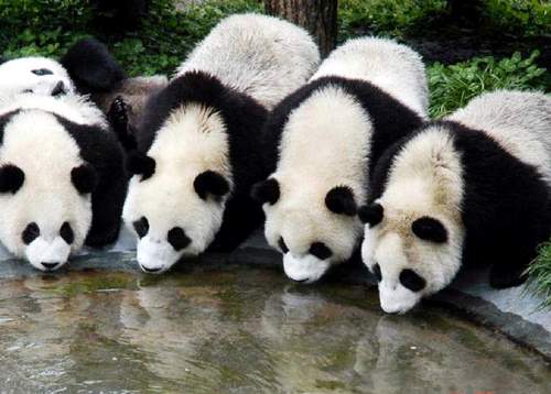 Einblick,Panda,Ausstellung, Zoo ,Wolong,Beijing 5 
