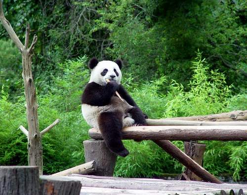 Einblick,Panda,Ausstellung, Zoo ,Wolong,Beijing 4