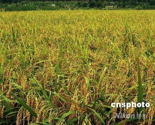 Wirtschaft German China Org Cn China Und Russland Entwickeln Landwirtschaft In Der Grenzregion