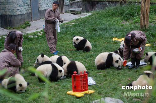 Riesenpanda,Chengdu,Panda,Sichuan 3