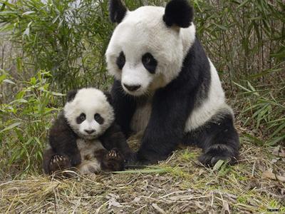 1 Pandas, Erdbeben ,Bambus,Futterknappheit,Gro?en Panda,Tiere, Nahrung 1 Pandas, Erdbeben ,Bambus,Futterknappheit,Gro?en Panda,Tiere, Nahrung