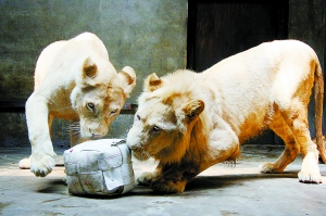Zoo，peking,, Besuchern ,Ursprünglichkeit,Tierwelt  w
