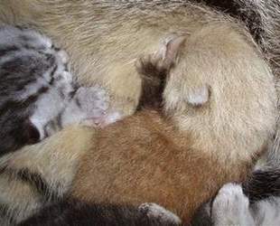 Hauskatze, Panda ,Katze,Pandajunge,Mutter,Pandamutter,Panda,Brutkasten,Tierpfleger,Zoo,China, Bhutan, Nepal, Indien und Burma