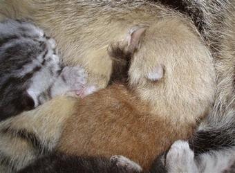 1 Hauskatze, Panda ,Katze,Pandajunge,Mutter,Pandamutter,Panda,Brutkasten,Tierpfleger,Zoo,China, Bhutan, Nepal, Indien und Burma 