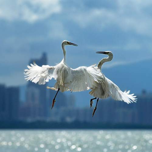 Jiangsu,Dafeng,Naturschutzgebiet,Heilongjiang,Shenzhen,Sichuan 4