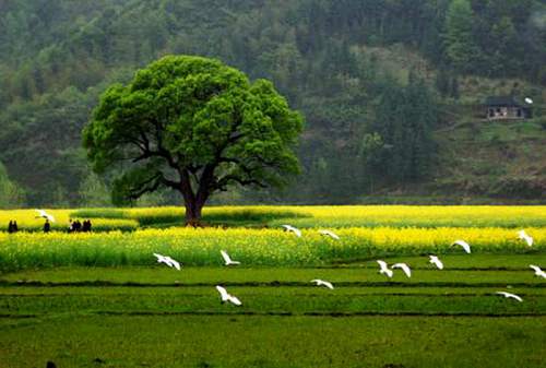 Jiangsu,Dafeng,Naturschutzgebiet,Heilongjiang,Shenzhen,Sichuan 7