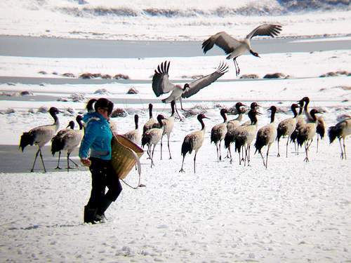 Jiangsu,Dafeng,Naturschutzgebiet,Heilongjiang,Shenzhen,Sichuan 9