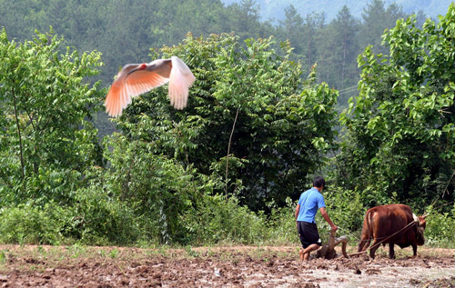 Chinas Naturschutzgebiete durch den Sucher (II)Das Kanas Naturreservat in Xinjiang. Das Tangjiahe National-Naturreservat. Crested Ibis im Kreis Yangxian in Shaanxi. Eine Eidechse in der Wüste von Alxa League. Petaurista alborufus. Lebensraum für V?gel in den Sumpfgebieten von Huanzidong. Der Guangxi Beibu-Golf. Naturreservat Phoenix Mountains in der Stadt Guangdong Zhuhai. Das National-Naturreservat Tangjiahe. Das National-Naturreservat Hanma(3)