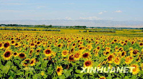 Sonnenblumen,Xinjiang,Touristen,Altay,Touristen 2