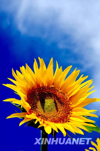 Sonnenblumen,Xinjiang,Touristen,Altay,Touristen 3
