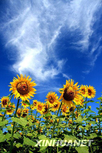 Sonnenblumen,Xinjiang,Touristen,Altay,Touristen 4