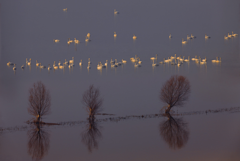 Schw?ne,überwintern,Shengtian,Grenzgebiet ,Feuchtland, Schw?nen ,Fluss,Landkreis 9
