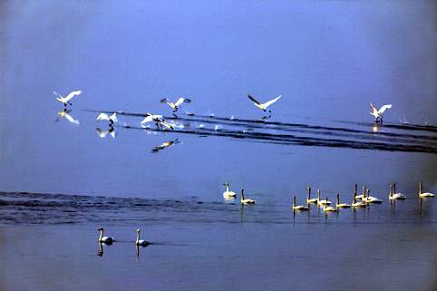 Schw?ne,überwintern,Shengtian,Grenzgebiet ,Feuchtland, Schw?nen ,Fluss,Landkreis 10 