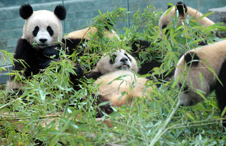 1 Die acht 'Olympia-Pandas', von Internetnutzern als Glücksbringer für die Beijinger Olympischen Spiele ernannt, haben sich seit ihrer Ankunft in Beijing am 5. Juni aus dem Naturreservat für Riesenpandas in Wolong in der südwestchinesischen Provinz Sichuan bereits vor mehr als einer Million Besuchern pr?sentiert.