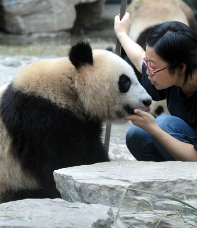 3 Die acht 'Olympia-Pandas', von Internetnutzern als Glücksbringer für die Beijinger Olympischen Spiele ernannt, haben sich seit ihrer Ankunft in Beijing am 5. Juni aus dem Naturreservat für Riesenpandas in Wolong in der südwestchinesischen Provinz Sichuan bereits vor mehr als einer Million Besuchern pr?sentiert.