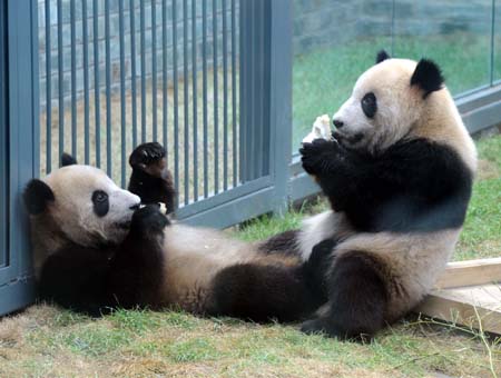 4 Die acht 'Olympia-Pandas', von Internetnutzern als Glücksbringer für die Beijinger Olympischen Spiele ernannt, haben sich seit ihrer Ankunft in Beijing am 5. Juni aus dem Naturreservat für Riesenpandas in Wolong in der südwestchinesischen Provinz Sichuan bereits vor mehr als einer Million Besuchern pr?sentiert.