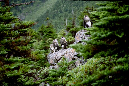 Hoh Xil,Yunnan,Tibet,Tibetfuchs,Gletscher, Hunan,Naturreservat 3