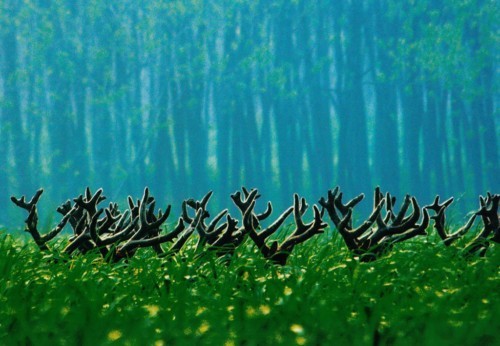 Hoh Xil,Yunnan,Tibet,Tibetfuchs,Gletscher, Hunan,Naturreservat 6