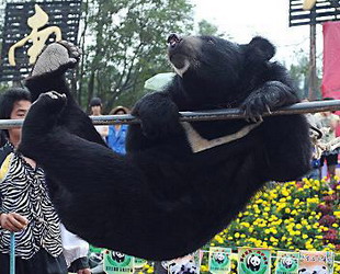 W?hrend der Beijinger Olympischen Spiele lieferten sich die Tiere im Zoo der südchinesischen Provinz Yunnan einen Wettkampf der eigenen Art. Kragenb?ren, Rhesusaffen, Ziegen und Elefanten nehmen an den verschiedenen Disziplinen teil wie Leichtathletik, Turnen oder Fu?ball.